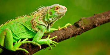 Autoridades intensifican operativos contra caza ilegal de iguanas en el Magdalena tras decomiso de 122 huevos