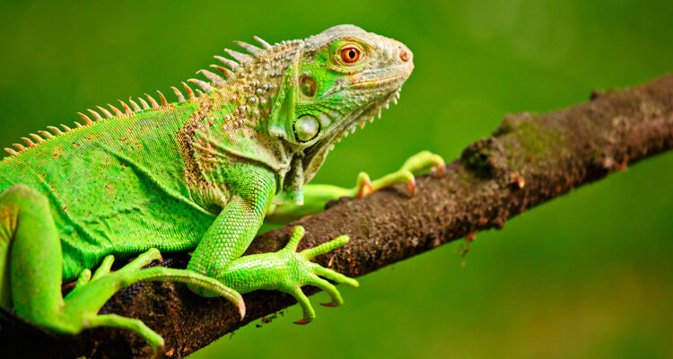 Autoridades intensifican operativos contra caza ilegal de iguanas en el Magdalena tras decomiso de 122 huevos