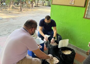 Corpamag recibió 7.500 huevos de iguana decomisados por la Policía Nacional