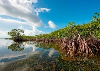 Ciénaga Grande de Santa Marta contará con Plan de Manejo Ambiental a diez años