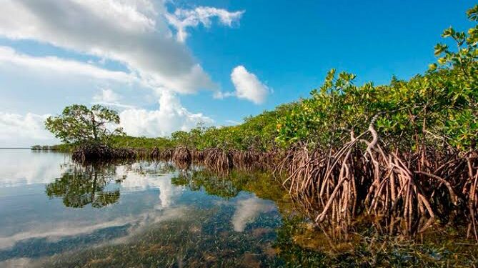 Ciénaga Grande de Santa Marta contará con Plan de Manejo Ambiental a diez años