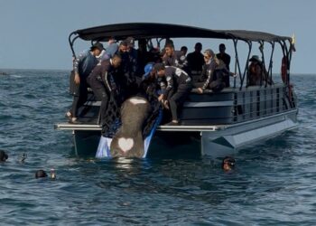 Resiliencia en el mar: ‘Ciruelito’, un manatí salvado de morir dos veces regresó a su hábitat