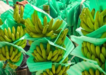 Revaluación del peso pone en jaque al sector bananero: ASBAMA