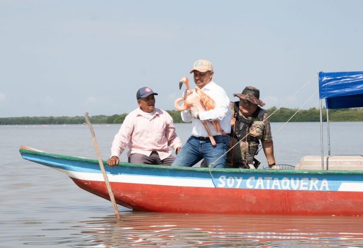 Corpamag libera ocho flamencos en la Ciénaga Grande durante conmemoración del Día de la Tierra