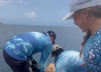 Pescadores de Ciénaga rescatan tortuga atrapada en raíces de manglar