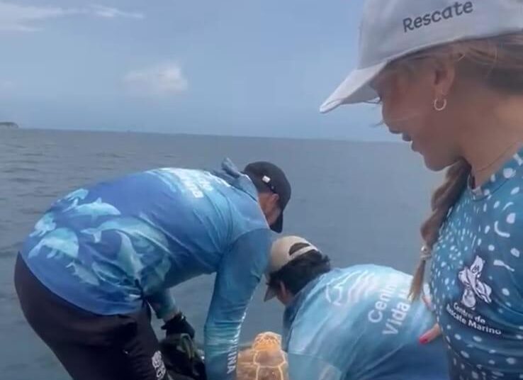 Pescadores de Ciénaga rescatan tortuga atrapada en raíces de manglar