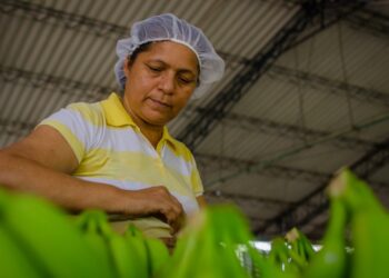 Asbama: limitar producción de banano afectaría a más de 18 mil familias y no resolvería problema del agua en el Magdalena