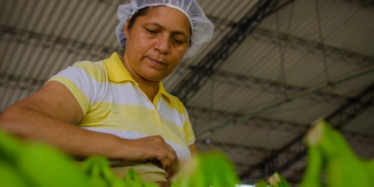Asbama: limitar producción de banano afectaría a más de 18 mil familias y no resolvería problema del agua en el Magdalena