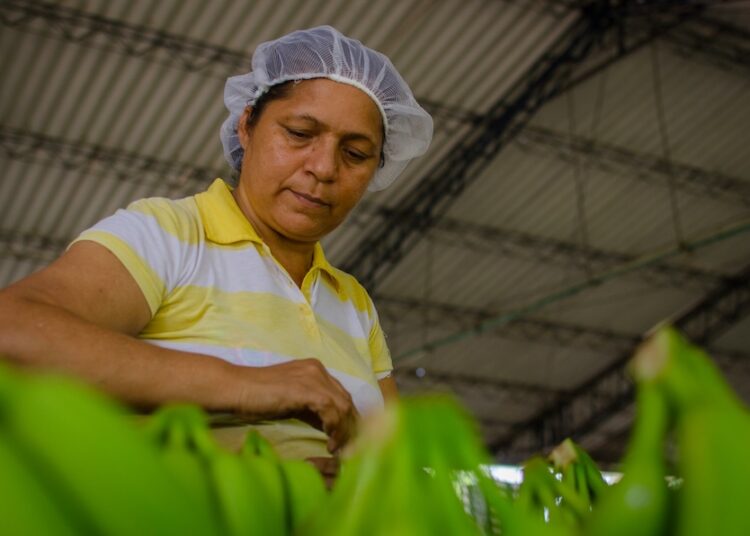 Asbama: limitar producción de banano afectaría a más de 18 mil familias y no resolvería problema del agua en el Magdalena