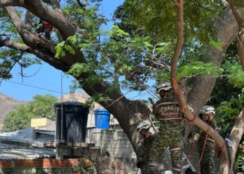 Alcaldía de Santa Marta adelanta tala de emergencia en la Ciudadela 29 de Julio