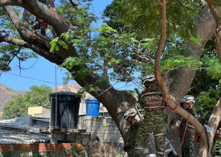 Alcaldía de Santa Marta adelanta tala de emergencia en la Ciudadela 29 de Julio