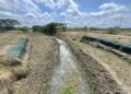 ‘El Niño’ baja caudal del río Magdalena y afecta flujo de agua a caños de la Ciénaga Grande