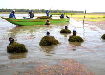 Corpamag inició remoción manual de planta invasora en la Ciénaga Grande