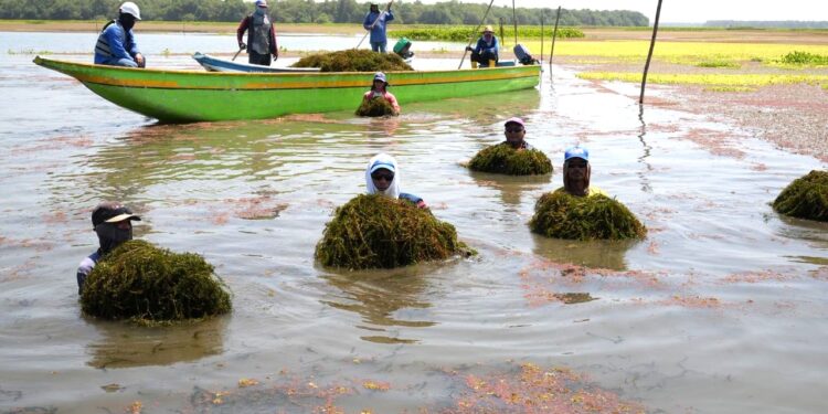 Corpamag inició remoción manual de  planta invasora en la Ciénaga Grande