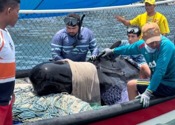 ¡Falleció ballena rescatada en Tasajera!