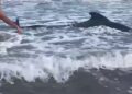 En Tasajeras reportan ballena anclada en la orilla del Mar