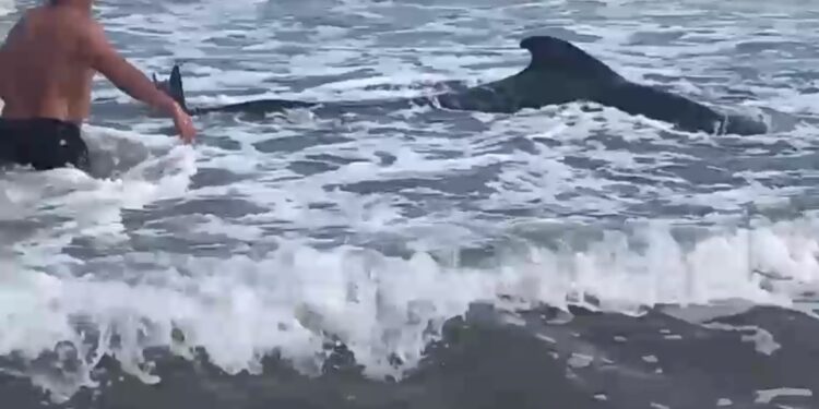 En Tasajeras reportan ballena anclada en la orilla del Mar