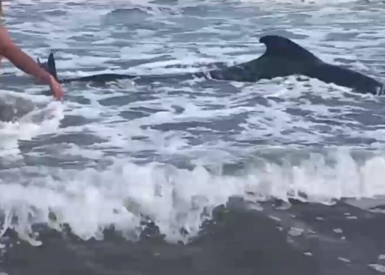 En Tasajeras reportan ballena anclada en la orilla del Mar