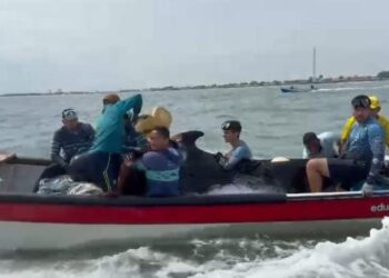 Ballena encallada en Tasajera fue trasladada al Centro de Rescate de Fauna Marina para valoración cientifica