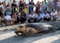 Destacan avances en el Magdalena en las acciones de protección a las tortugas marinas