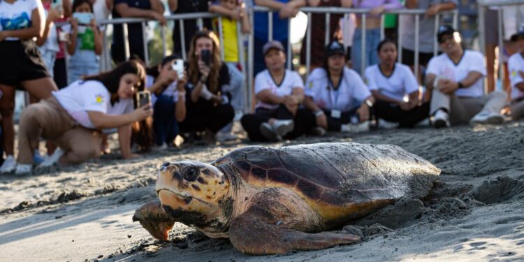 Destacan avances en el Magdalena en las acciones de protección a las tortugas marinas