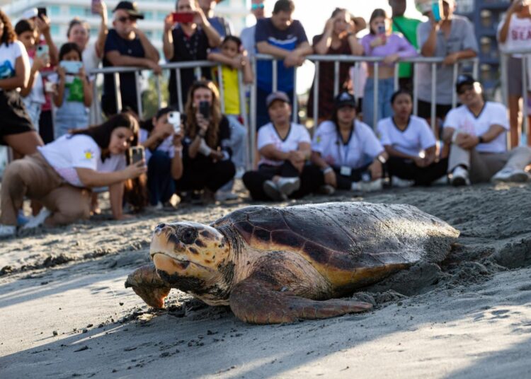 Destacan avances en el Magdalena en las acciones de protección a las tortugas marinas