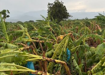 Piden atención urgente del Gobierno por vendavales que afectaron hasta 1.500 hectáreas de banano