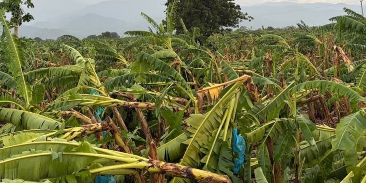 Piden atención urgente del Gobierno por vendavales que afectaron hasta 1.500 hectáreas de banano