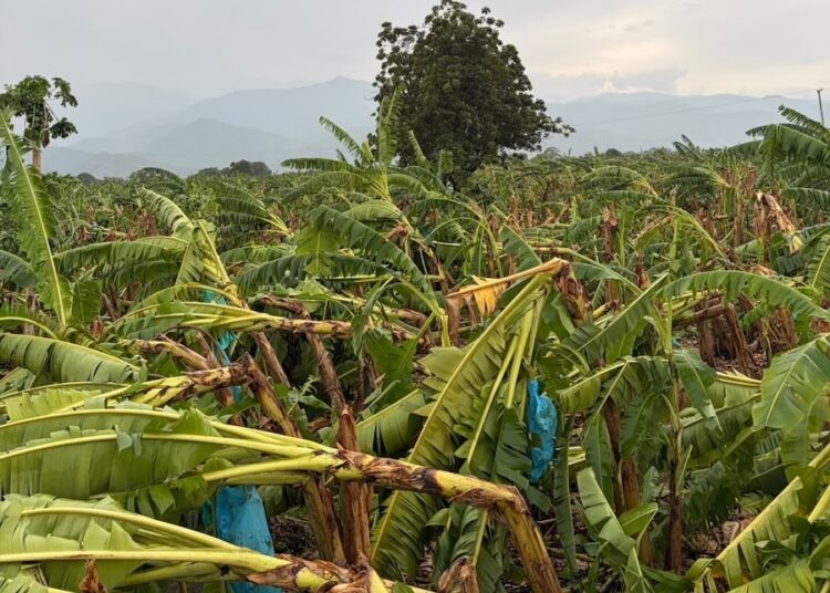 Piden atención urgente del Gobierno por vendavales que afectaron hasta 1.500 hectáreas de banano