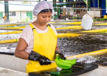 Asbama destaca el compromiso del sector bananero con la producción sostenible y el cumplimiento de los más altos estándares internacionales