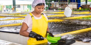 Asbama destaca el compromiso del sector bananero con la producción sostenible y el cumplimiento de los más altos estándares internacionales
