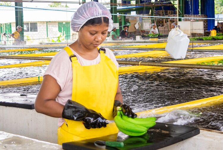 Asbama destaca el compromiso del sector bananero con la producción sostenible y el cumplimiento de los más altos estándares internacionales