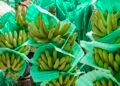 Producir un banano en medio del fenómeno del niño y la revaluación de la moneda, cuesta cada vez más y pone en riesgo 200.000 empleos: Asbama