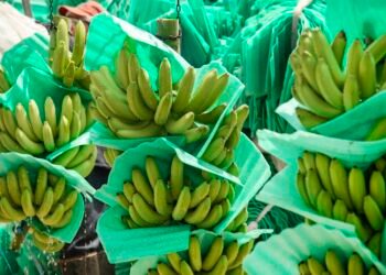 Producir un banano en medio del fenómeno del niño y la revaluación de la moneda, cuesta cada vez más y pone en riesgo 200.000 empleos: Asbama
