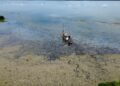 Corpamag atiende mortandad de peces en Ciénaga de La Tesca, Guamal
