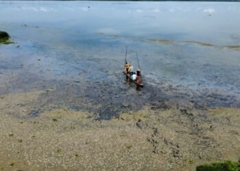 Corpamag atiende mortandad de peces en Ciénaga de La Tesca, Guamal