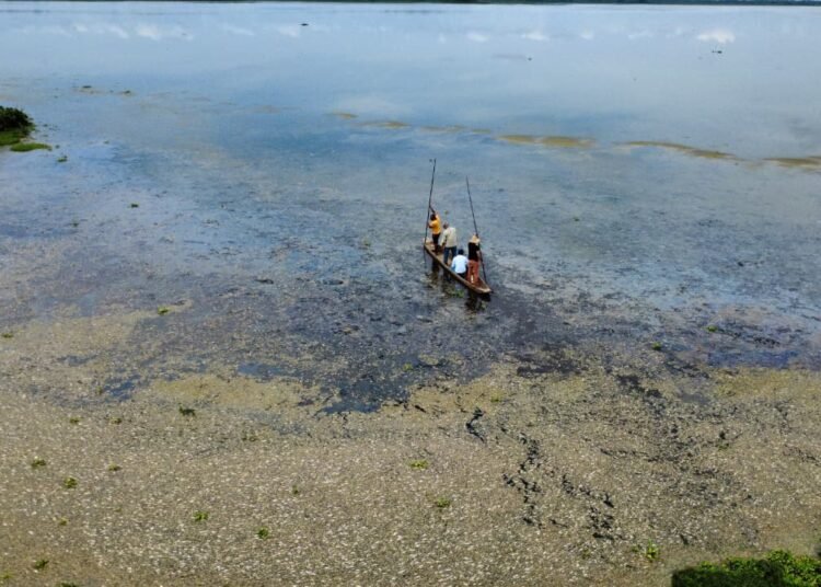 Corpamag atiende mortandad de peces en Ciénaga de La Tesca, Guamal