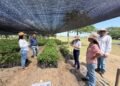 Corpamag restaura ecosistemas en 6 municipios para recuperar Ciénaga Grande