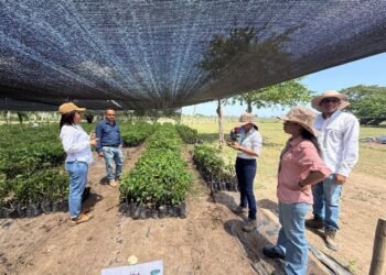 Corpamag restaura ecosistemas en 6 municipios para recuperar Ciénaga Grande