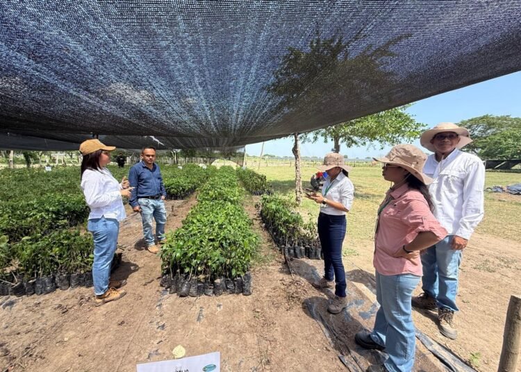 Corpamag restaura ecosistemas en 6 municipios para recuperar Ciénaga Grande