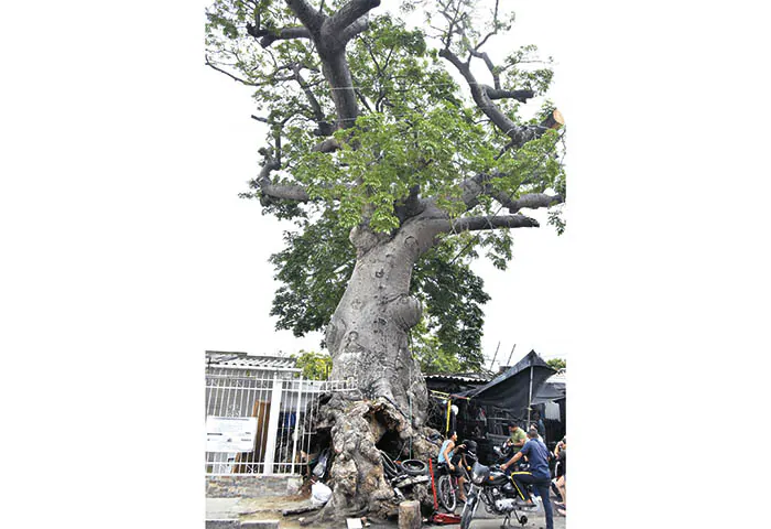 La histórica bonga del barrio 20 de Julio vive sus últimos días en Santa Marta