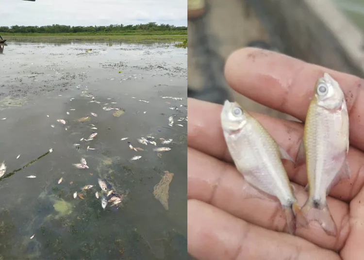 Ciénaga de Tesca, en Guamal, en estado crítico: Corpamag confirma nueva mortandad de peces