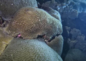Desove coralino en Santa Marta abre nuevas posibilidades para el turismo científico